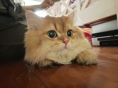 -猫大福·Fortune Cat猫舍(百子湾店)