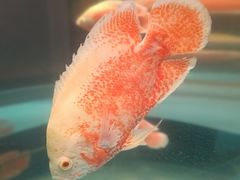 -海合安武汉极地海洋公园