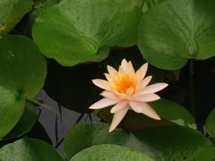 -池杉湖湿地公园