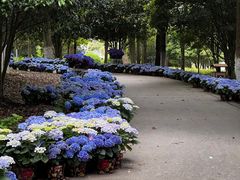 -上海鲜花港