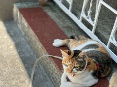 -Again Coffee Roaster(香蜜湖店)