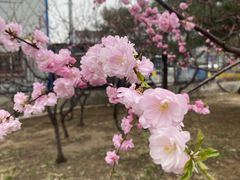 -元大都城垣遗址公园