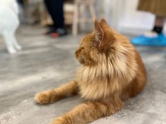 -楼上猫咖(罗湖店)