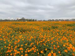 -枫林花海