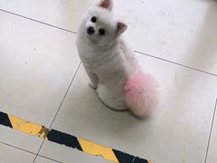 -宠福鑫康馨动物医院·骨科·眼科