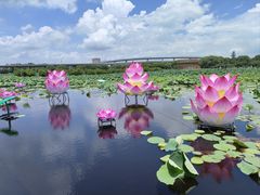 -荷塘月色湿地公园·向阳花洲