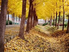 -三里屯东五街银杏大道