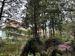 -阿里山神木遗迹