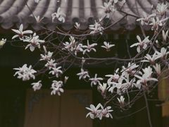 -大觉寺-停车场