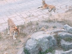 -深圳野生动物园