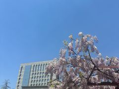 -嘉定紫藤园