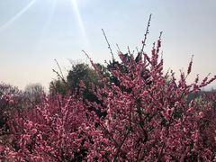 -梅花山(明孝陵内)