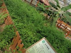 -上海都市菜园