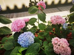 -北京协和医院(东单院区)