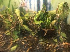 -上海大自然野生昆虫馆(东方明珠·爬宠昆虫探索中心)