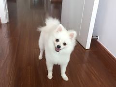 -翊宠yipet猫狗购宠庄园犬舍•猫舍