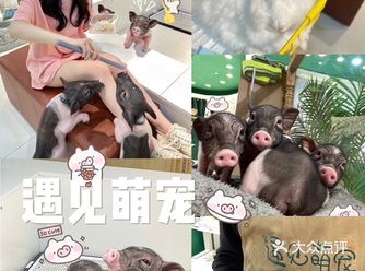 深圳玩乐好去处｜安哥拉巨兔 猪猪萌宠体验馆