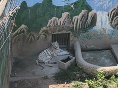 -西霞口神雕山野生动物世界