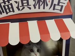 -天使宠物医院·犬猫分诊(彩虹店)