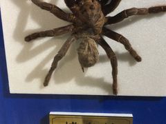 -上海昆虫博物馆