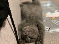 -柚子猫舍·精品猫舍购猫·猫咪认养·购宠·宠物店