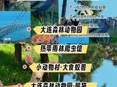 -大连森林动物园