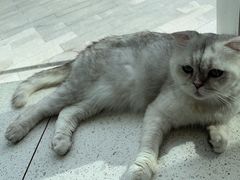 -飞行喵MR PILOT|猫舍·猫咖(静安大融城店)