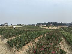 -空港花田景区