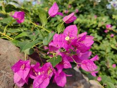 -北京植物园-展览温室