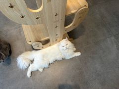 -飞行喵MR PILOT|猫舍·猫咖(静安大融城店)
