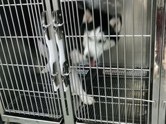 -宠福鑫康馨动物医院·骨科·眼科
