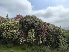 -贵州百里杜鹃风景名胜区