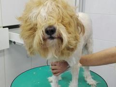 -欧奕国际动物医院