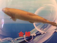 -三文彩虹鳟鱼庄