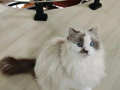 -豆逗聊愈猫阁Easy Life