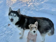 -宠乐会宠物乐园