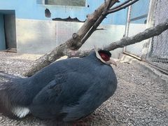 -青藏高原野生动物园