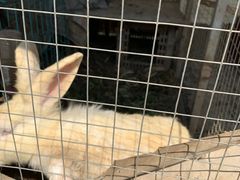 -樂桃源奉贤黄桃种植采摘基地
