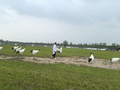 -盐城丹顶鹤湿地生态旅游区