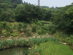 -巢湖姥山岛