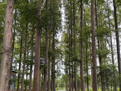-黄海国家森林公园