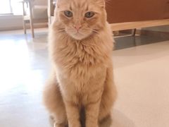 -藏猫猫咖啡主题馆(中央大道店)