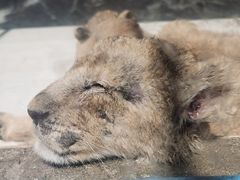 -大连森林动物园