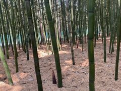 -同里国家湿地公园