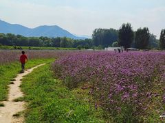 -北京东方普罗旺斯薰衣草庄园