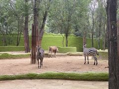 -北京野生动物园