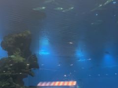 -海棠湾洲际-涛·海底餐厅·美人鱼·自助餐·海底隧道