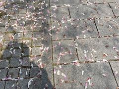 -杭州植物园