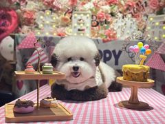 -百好乐宠物友好餐厅(朝外大街店)