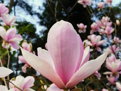 -铁山坪森林公园